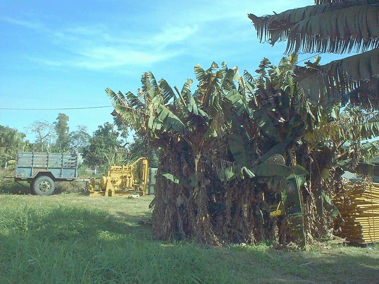 Banana trees