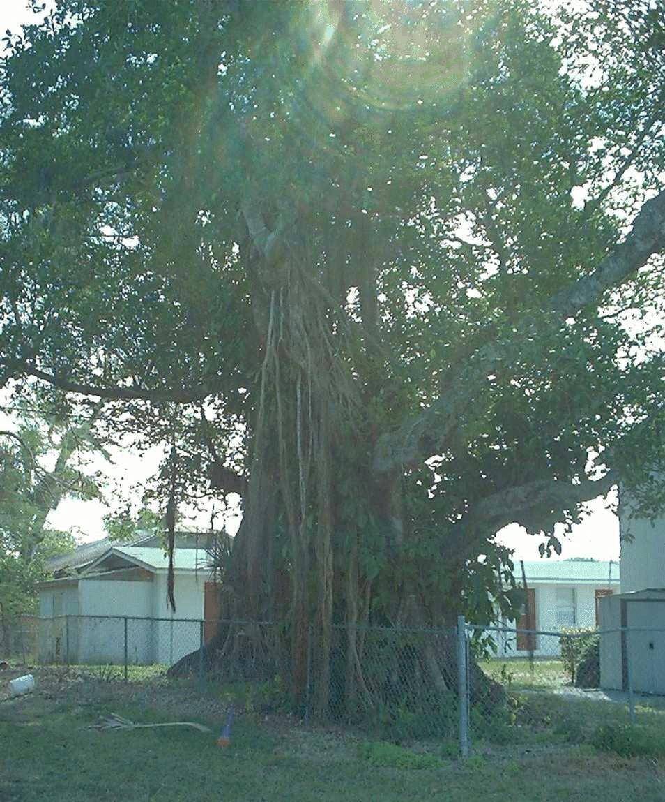 Banyan tree