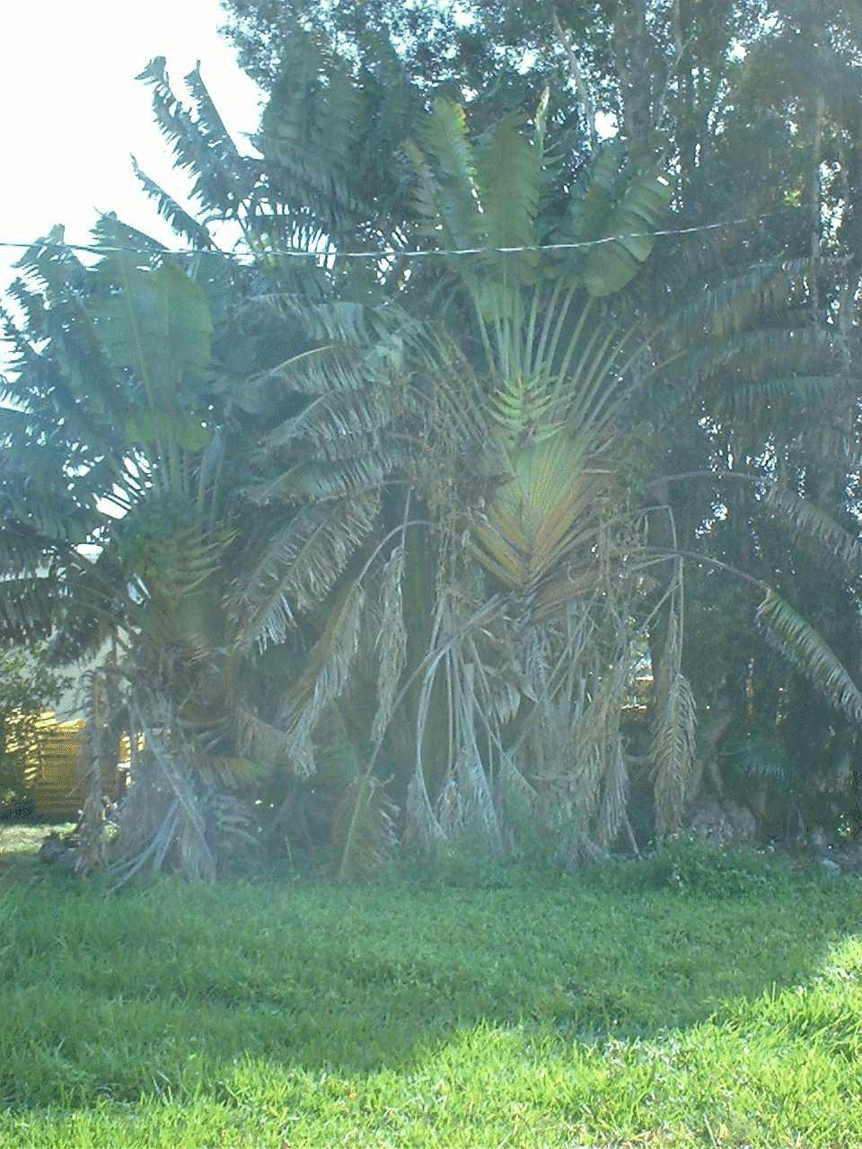 A travelers palm tree